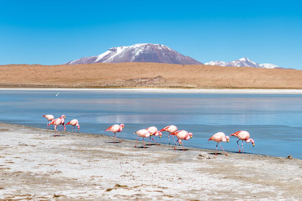 Flamingos feeding in a shallow altiplano lagoon beneath a snow capped volcano, Bolivia
