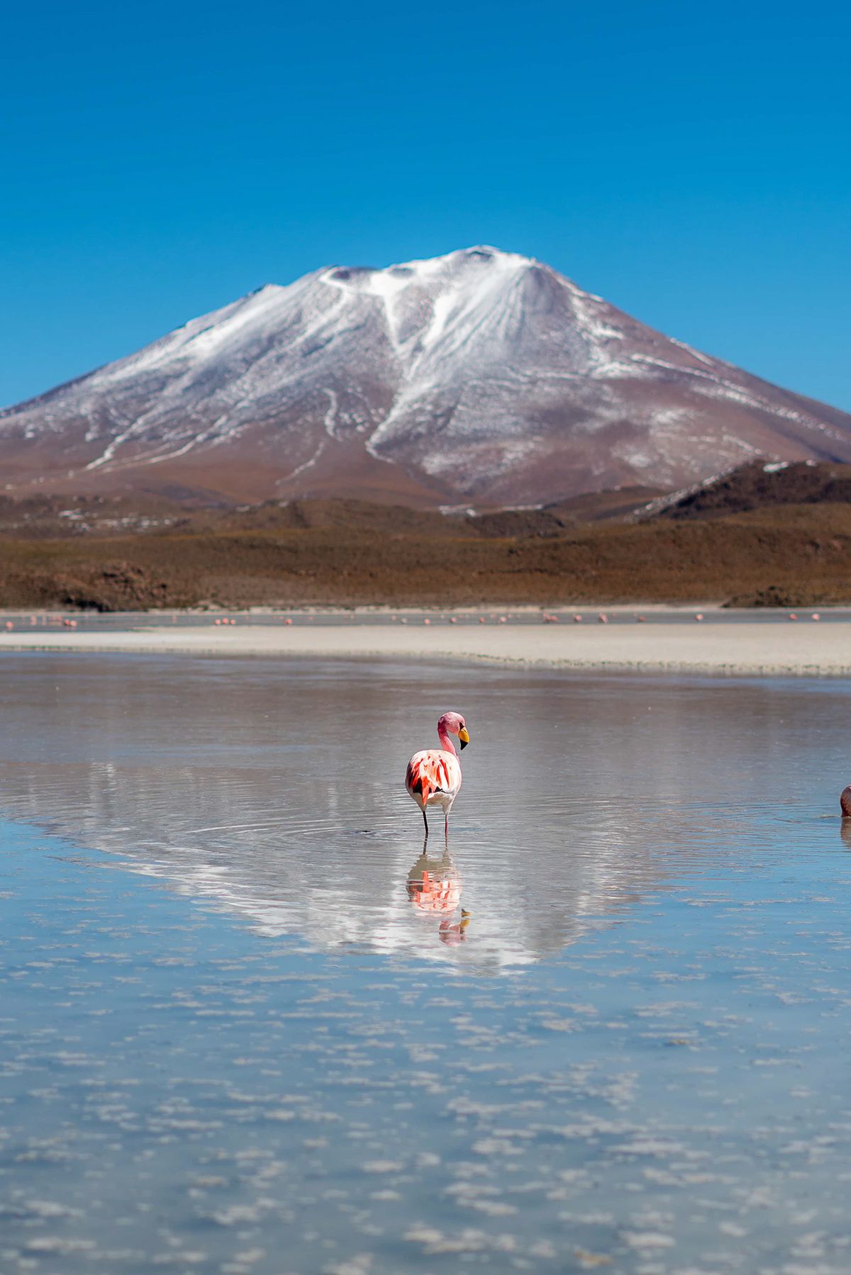 A lone flamingo reflected in a shallow lagoon beneath a snow capped volcano, Bolivia