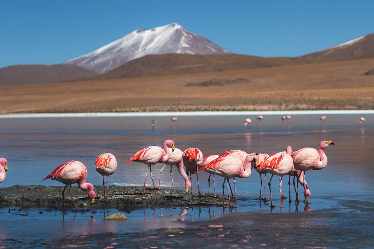 Pink flamingos feeding in an altiplano lagoon in Bolivia