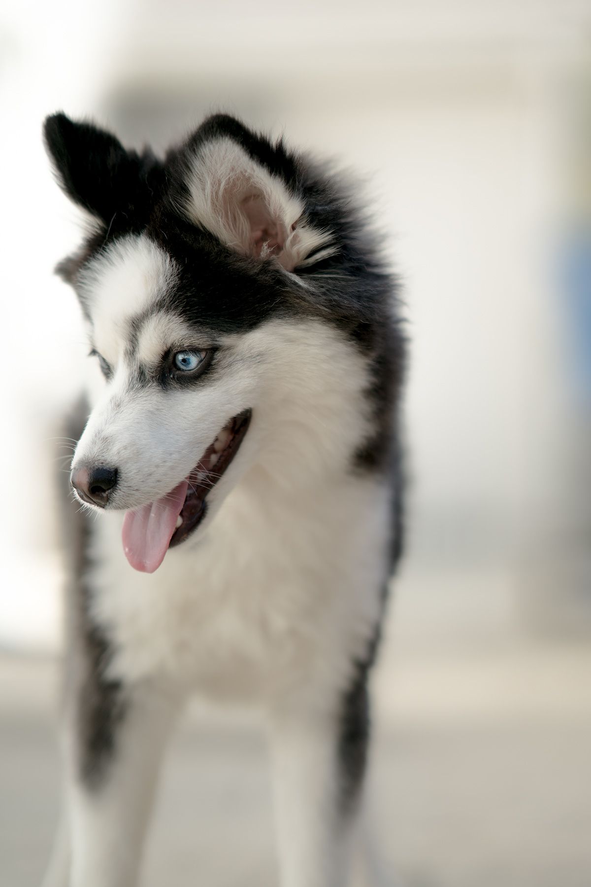 Animals & Pets. Photograph by Jonathan Byrne.