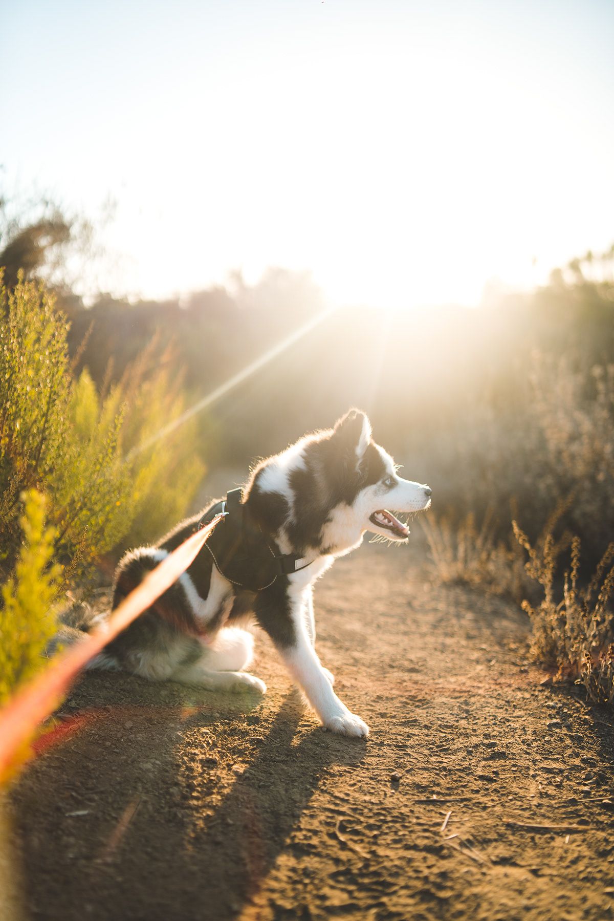 Animals & Pets. Photograph by Jonathan Byrne.
