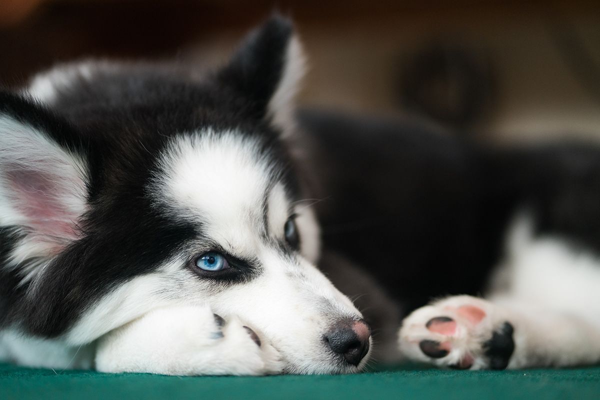 Animals & Pets. Photograph by Jonathan Byrne.