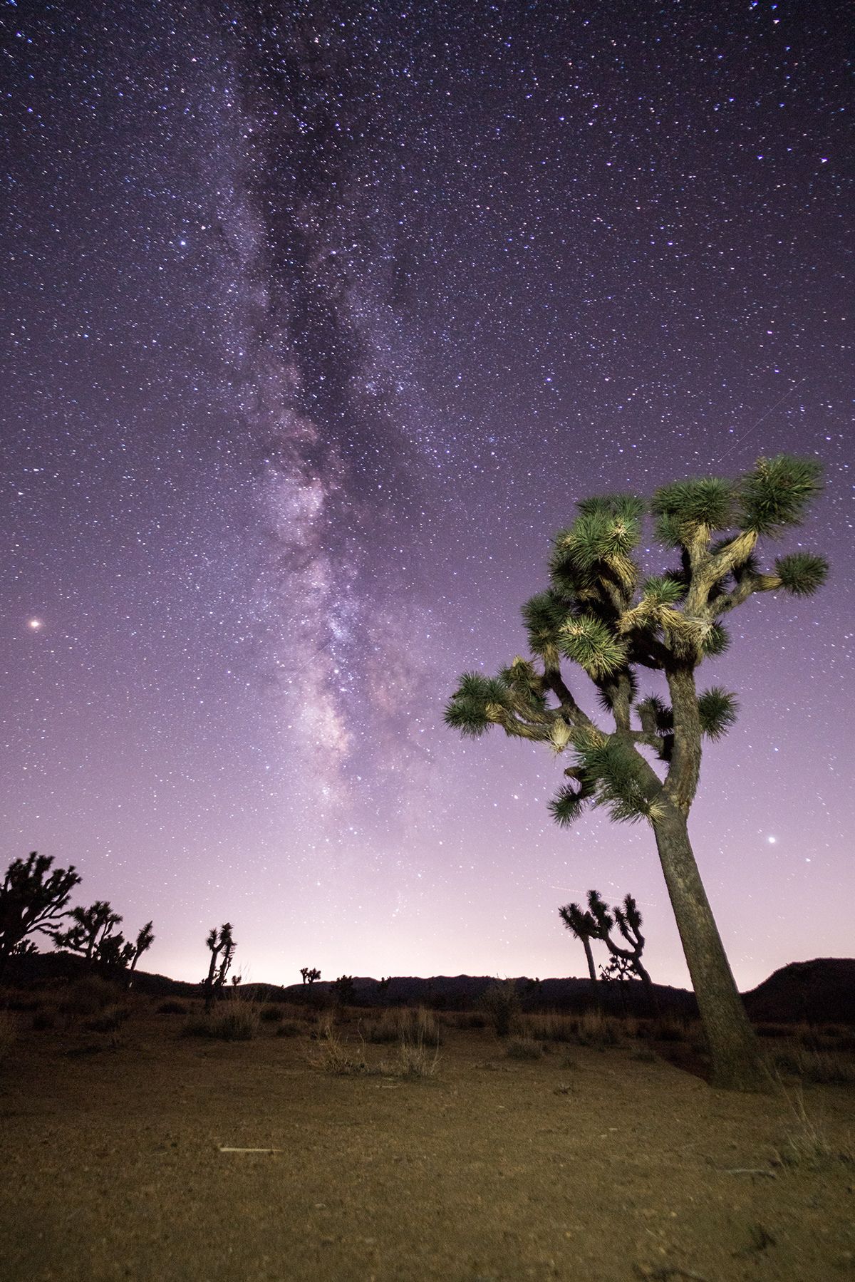 Joshua Tree, USA. Photograph by Jonathan Byrne.
