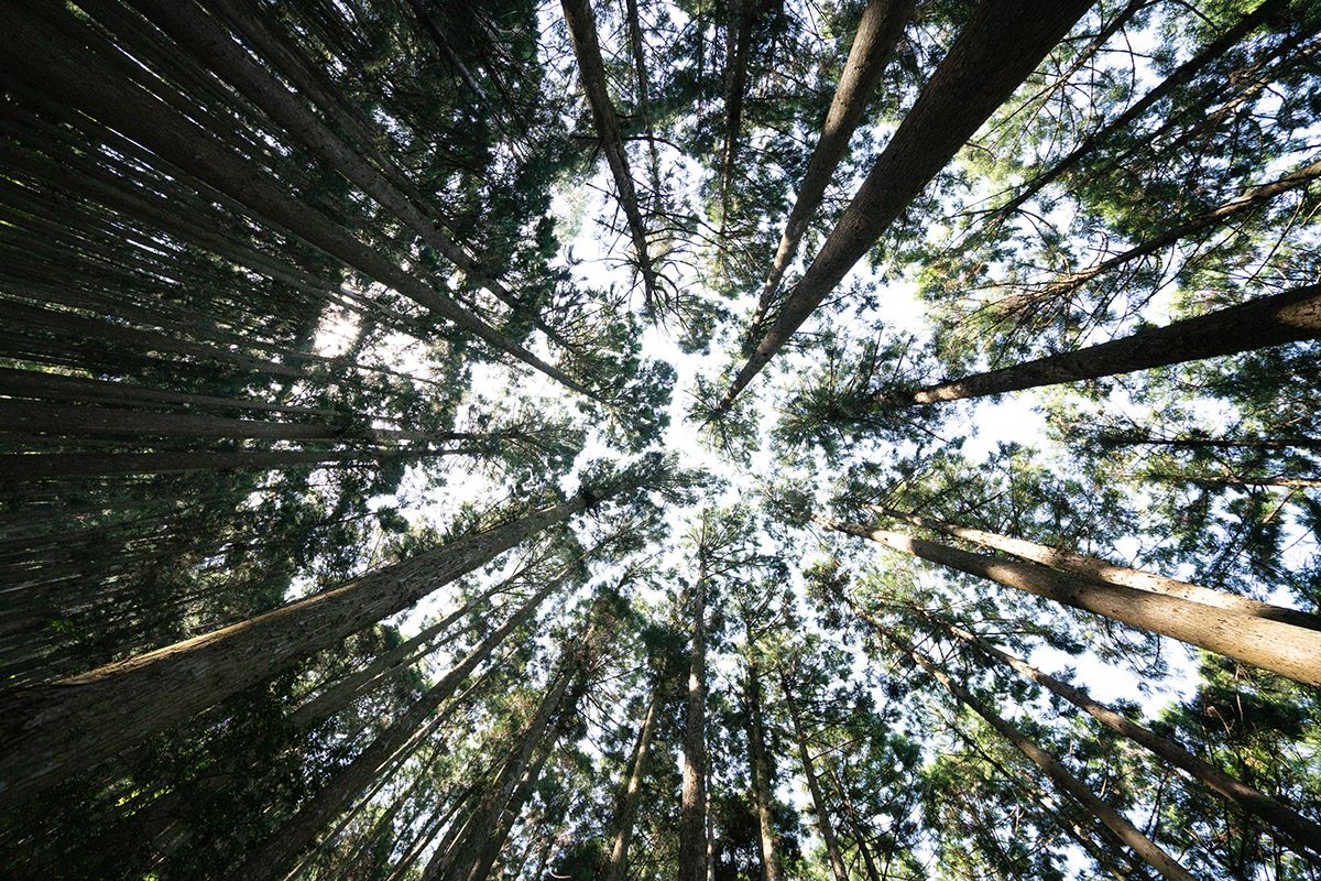 Kumano Kodo, Japan. Photograph by Jonathan Byrne.
