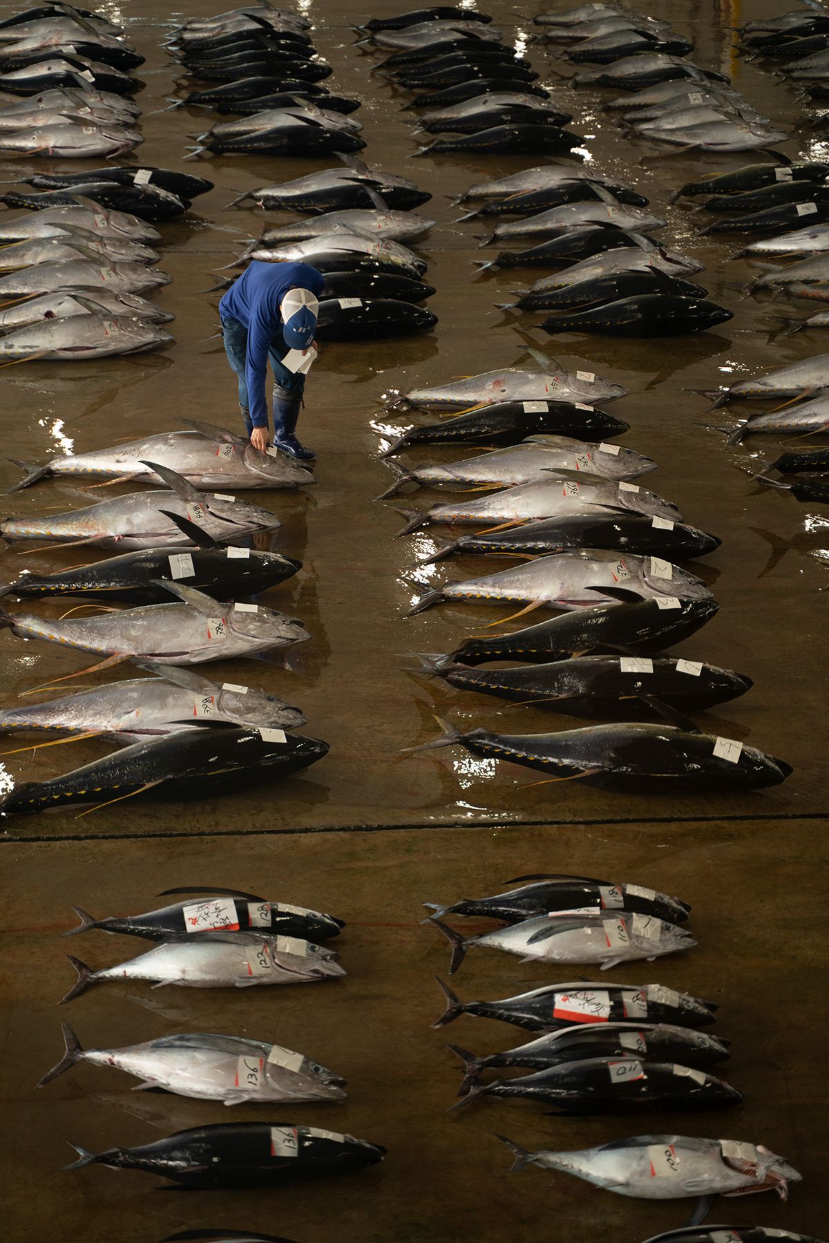 Kumano Kodo, Japan. Photograph by Jonathan Byrne.
