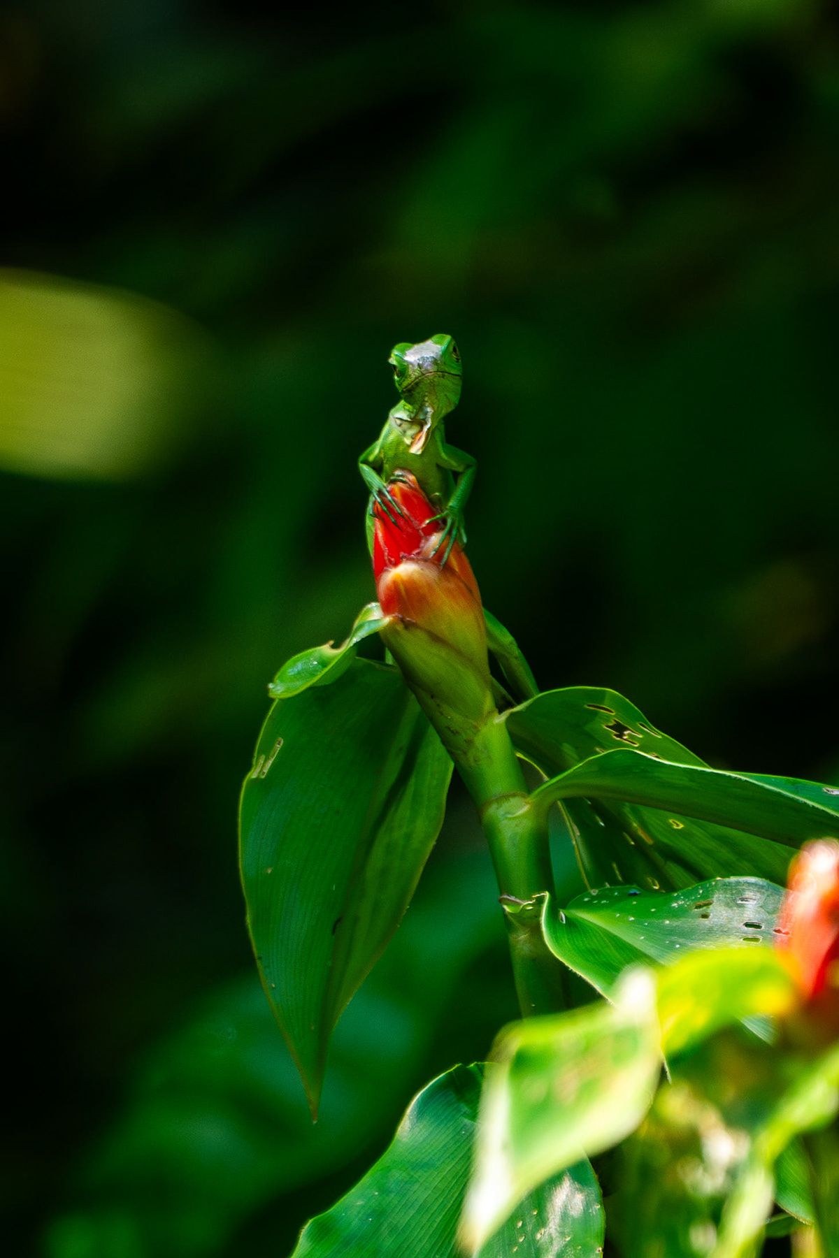 Manuel Antonio, Costa Rica. Photograph by Jonathan Byrne.