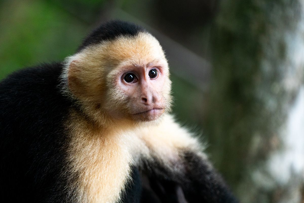 Manuel Antonio, Costa Rica. Photograph by Jonathan Byrne.