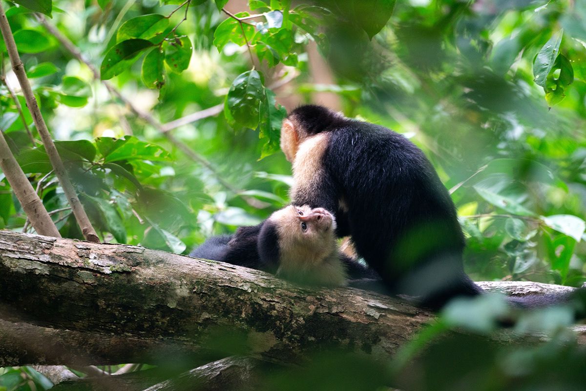 Manuel Antonio, Costa Rica. Photograph by Jonathan Byrne.