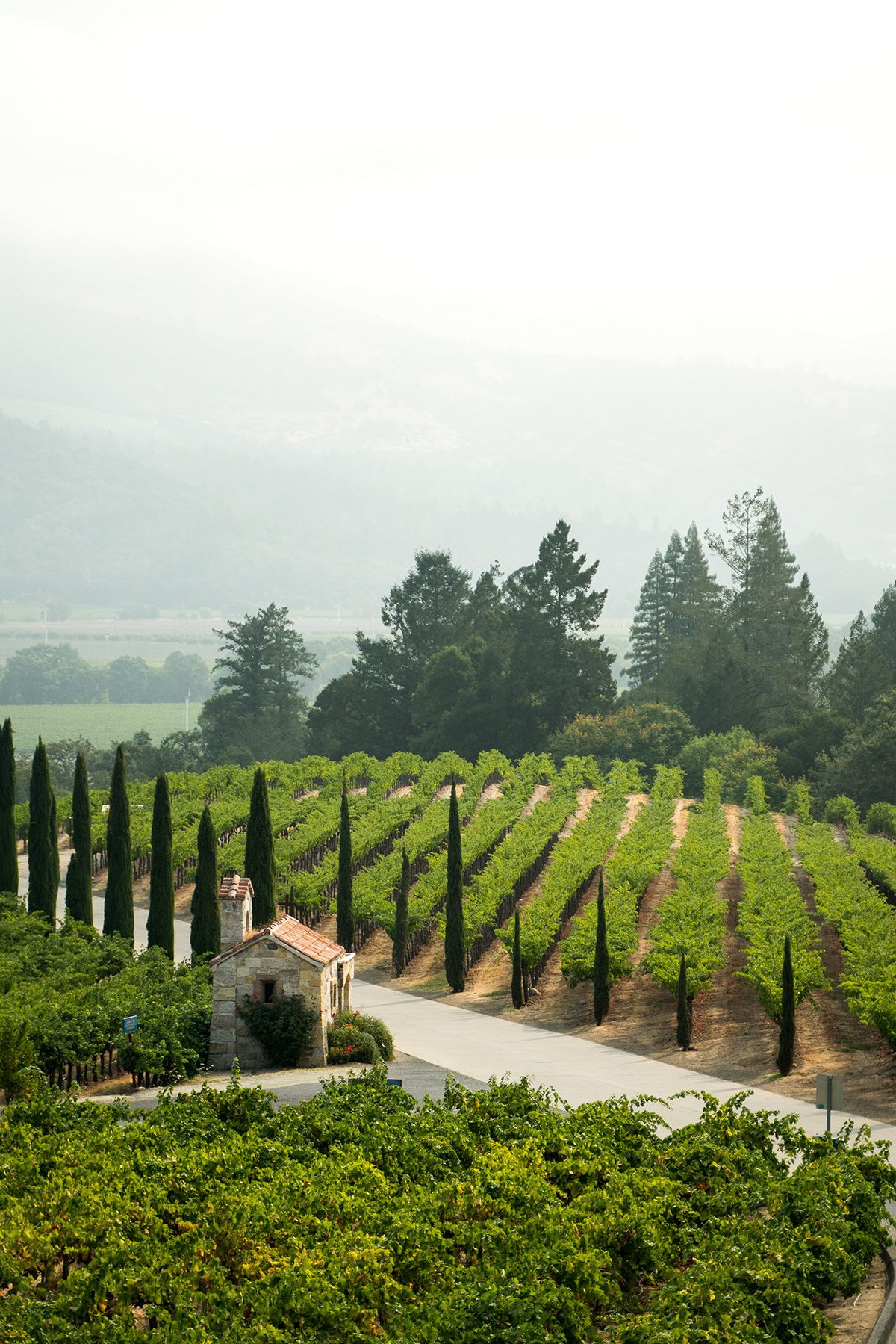 Napa Valley, USA. Photograph by Jonathan Byrne.