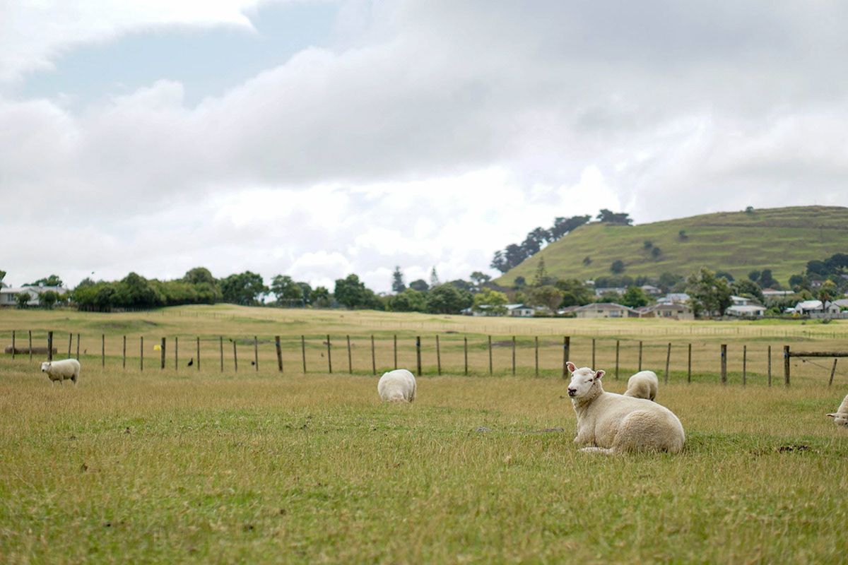 New Zealand, New Zealand. Photograph by Jonathan Byrne.