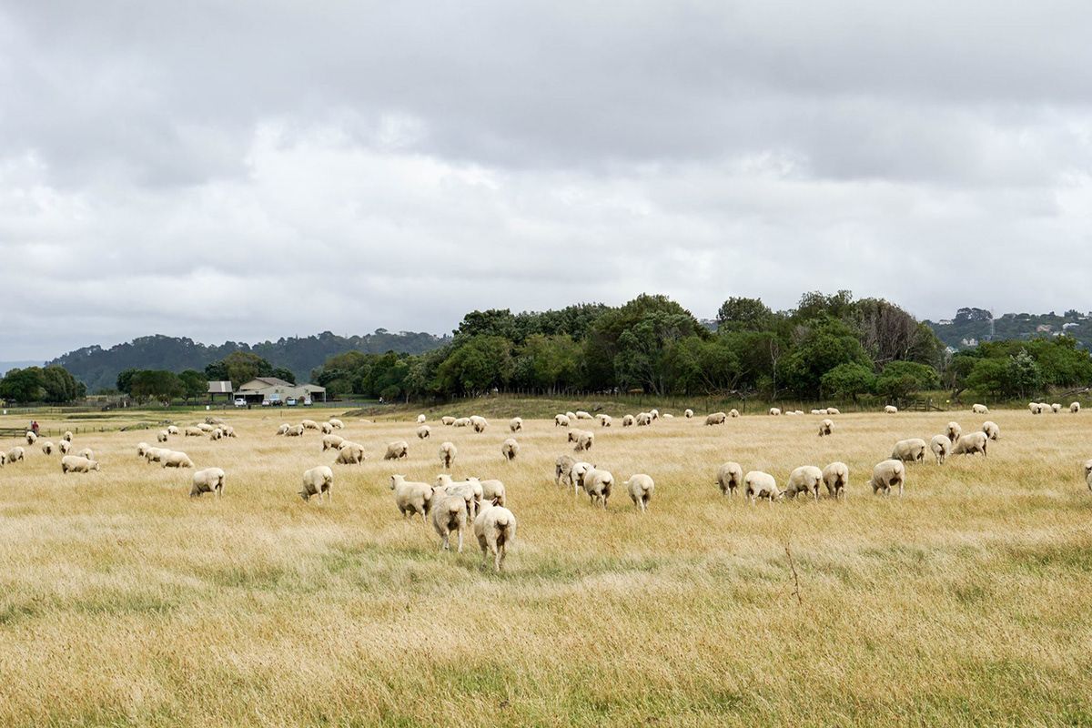 New Zealand, New Zealand. Photograph by Jonathan Byrne.