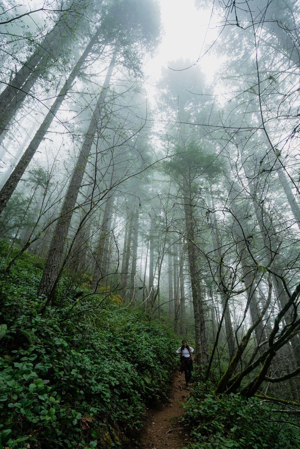 Olympic, USA. Photograph by Jonathan Byrne.