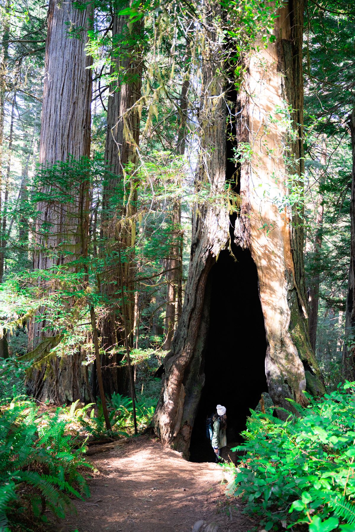 Redwood. Photograph by Jonathan Byrne.
