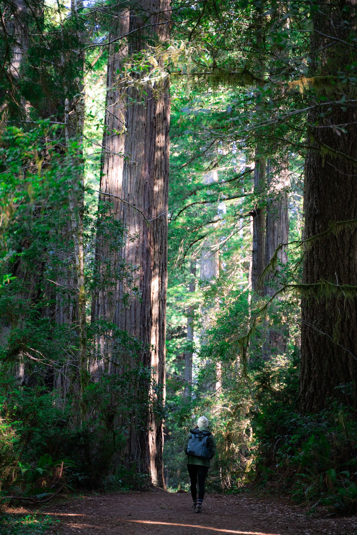 Redwood, USA. Photograph by Jonathan Byrne.