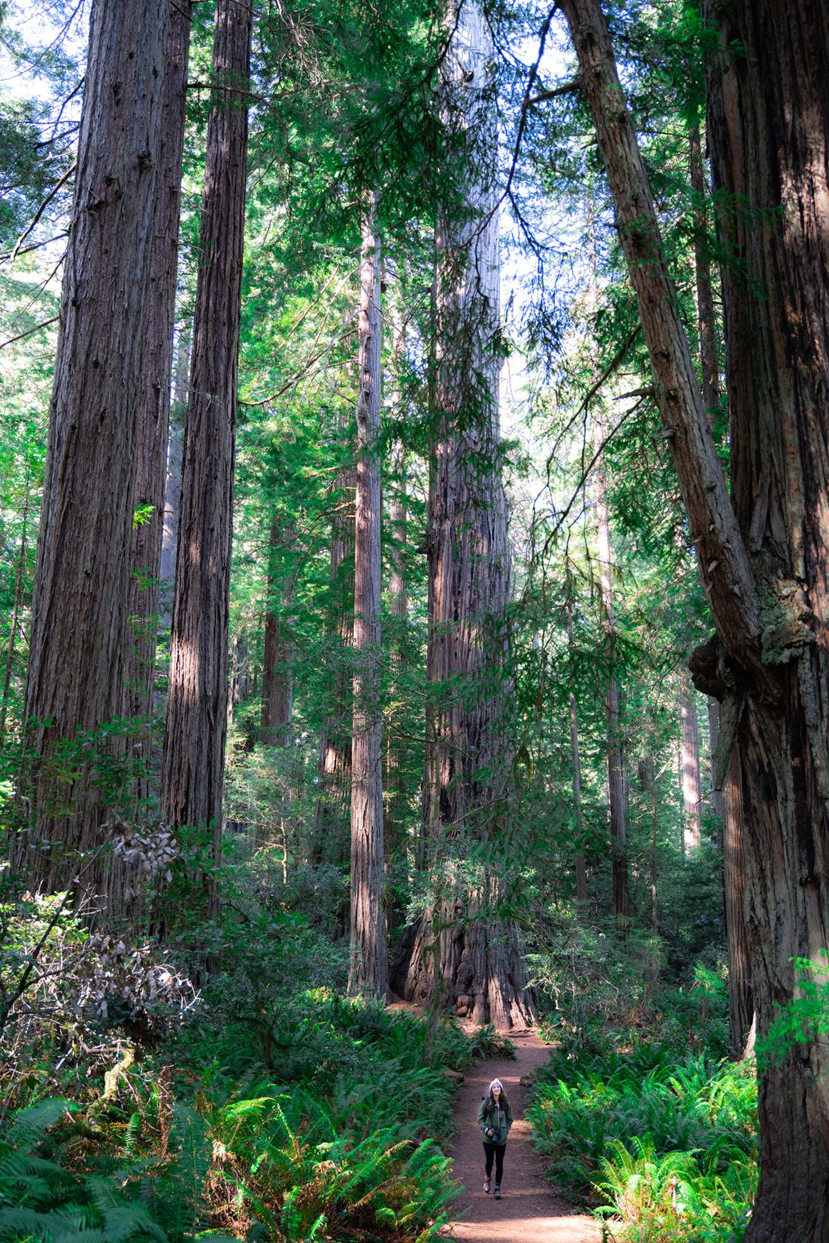 Redwood, USA. Photograph by Jonathan Byrne.