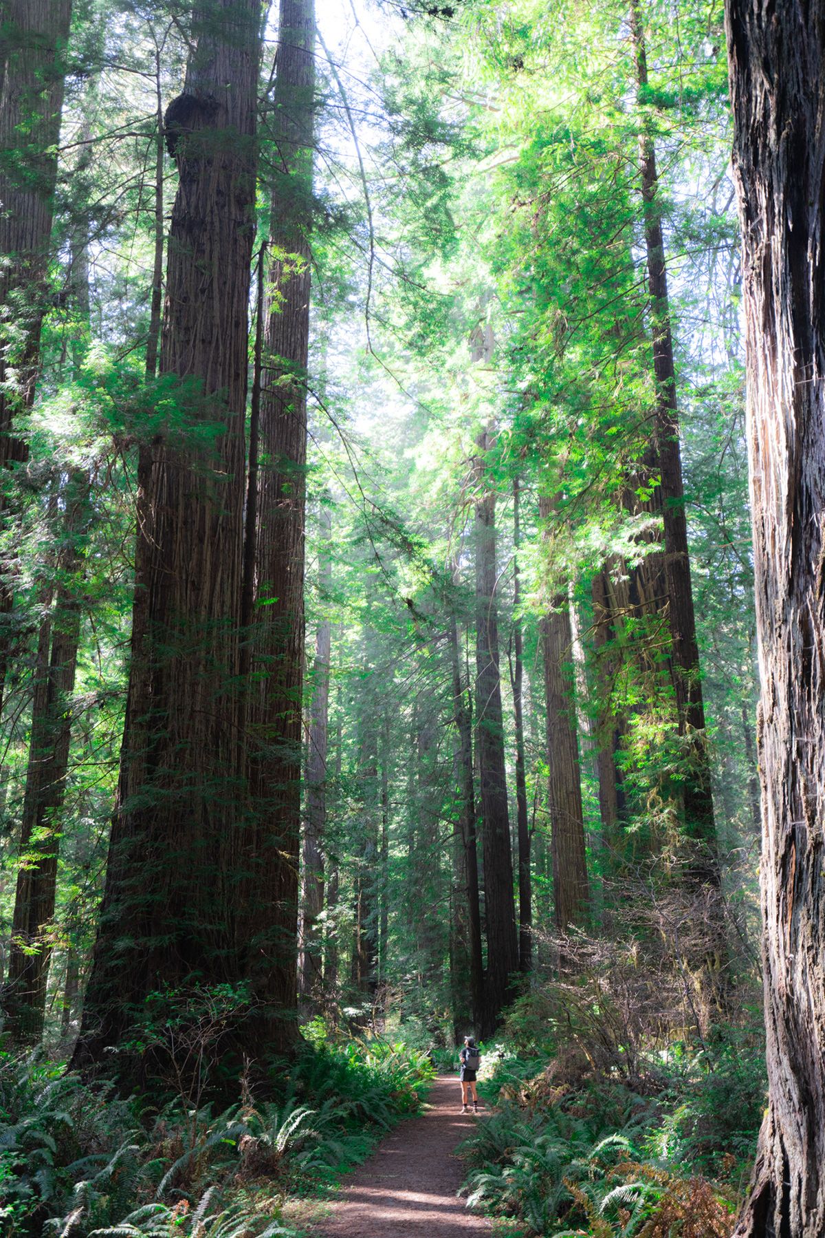 Redwood, USA. Photograph by Jonathan Byrne.