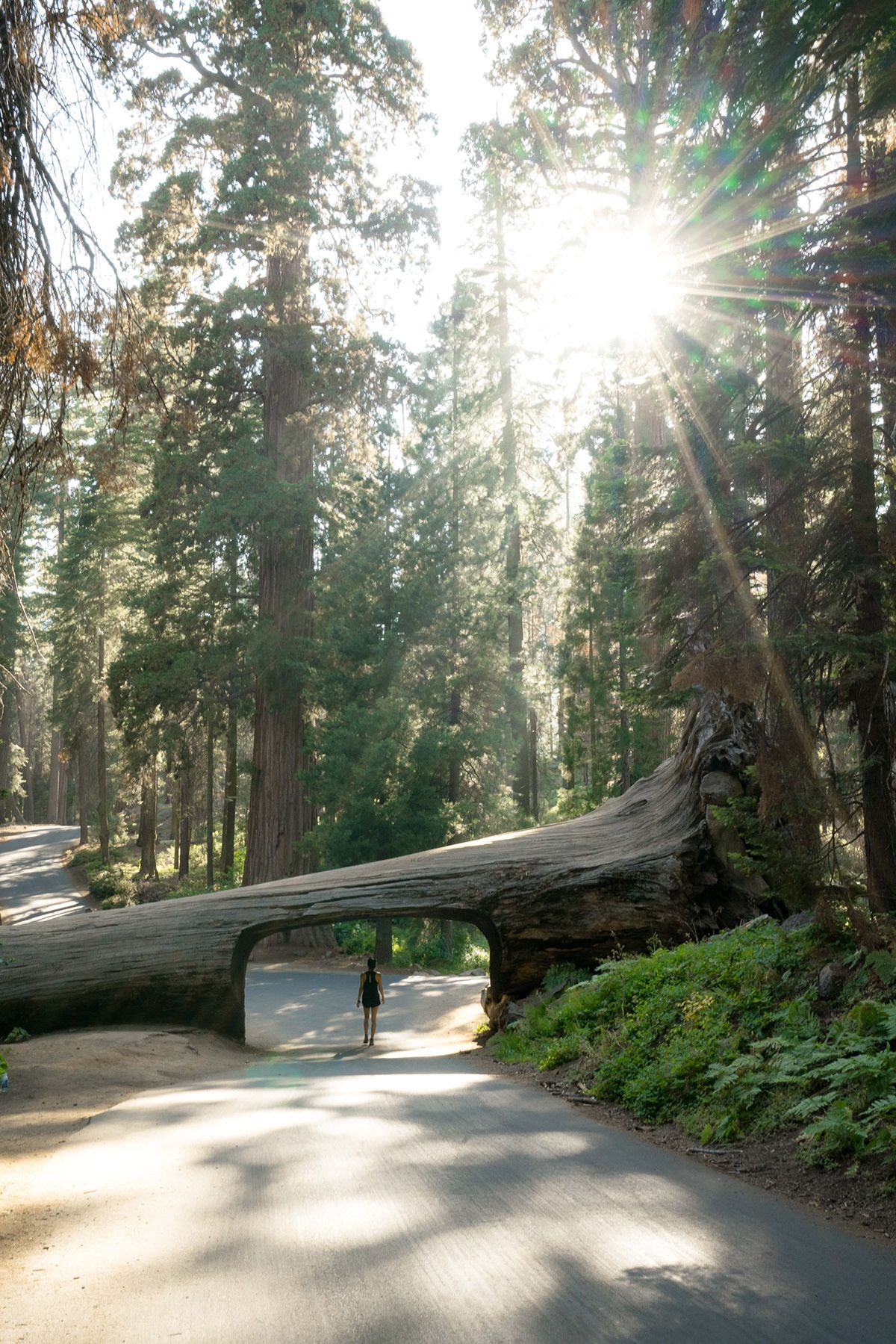 Sequoia, USA. Photograph by Jonathan Byrne.