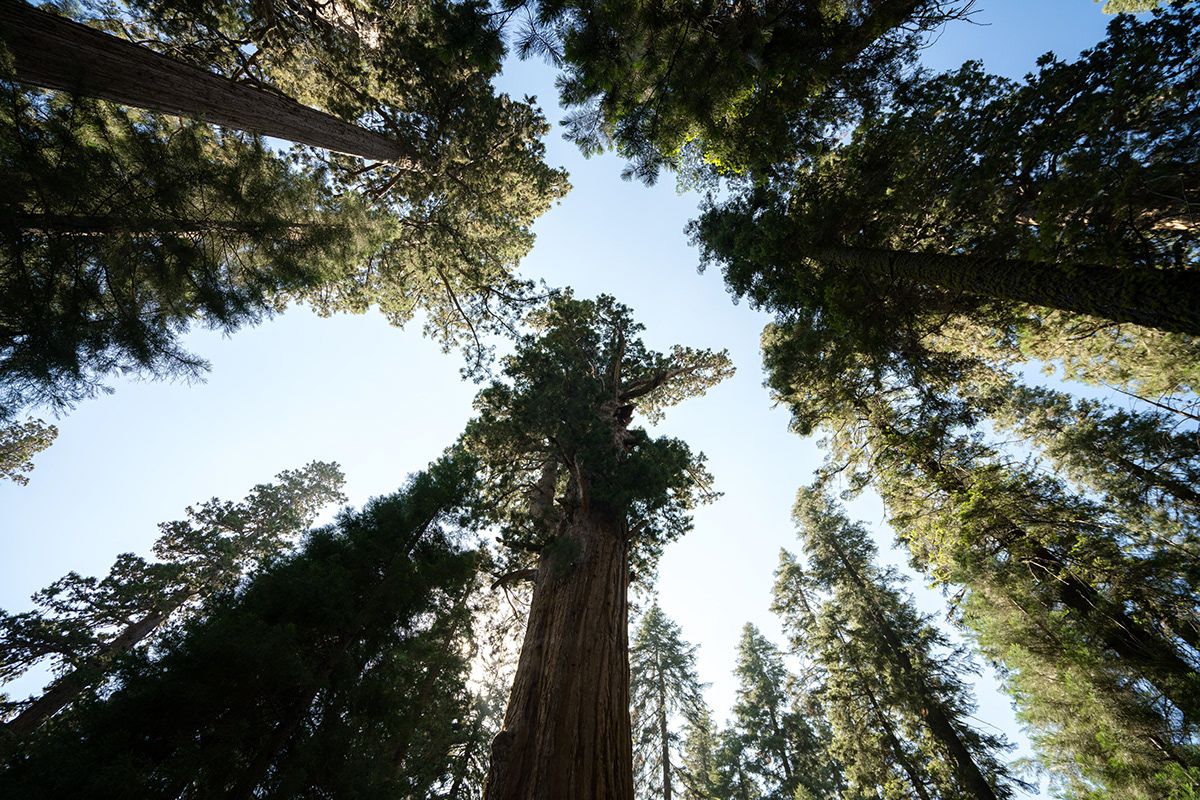Sequoia, USA. Photograph by Jonathan Byrne.