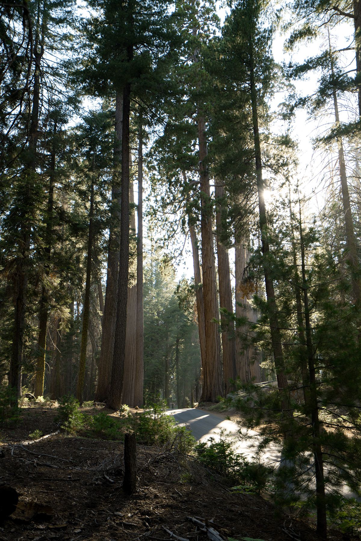Sequoia, USA. Photograph by Jonathan Byrne.