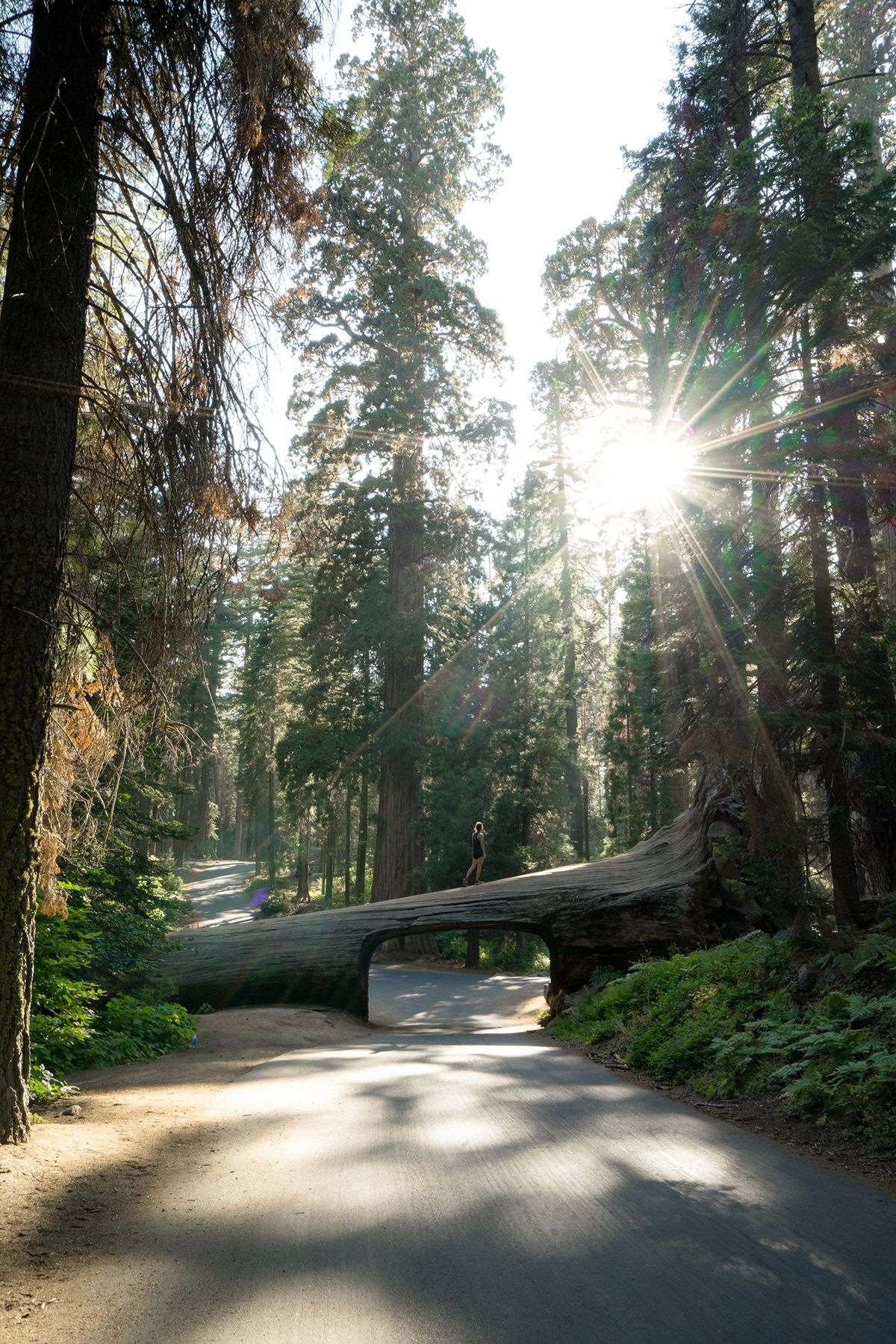Sequoia, USA. Photograph by Jonathan Byrne.