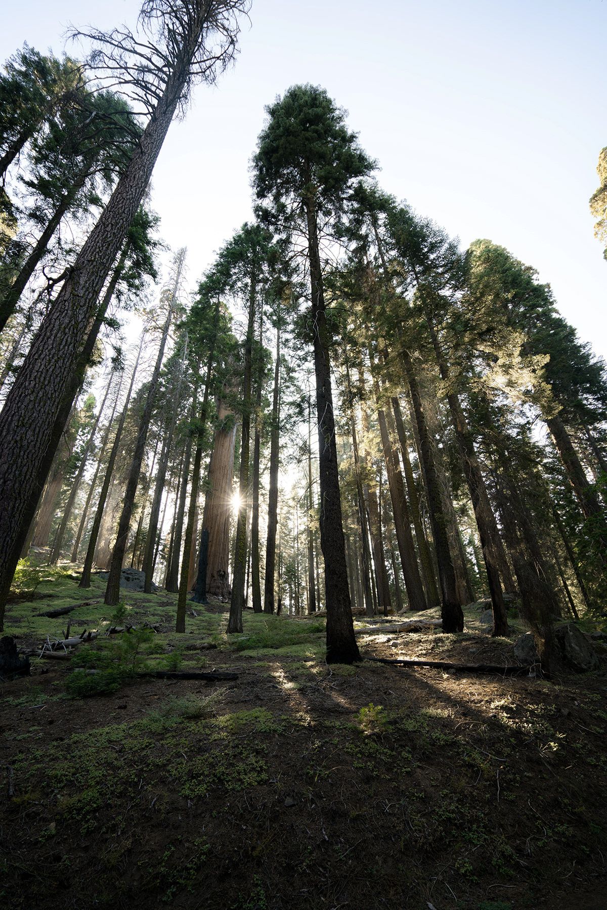 Sequoia, USA. Photograph by Jonathan Byrne.