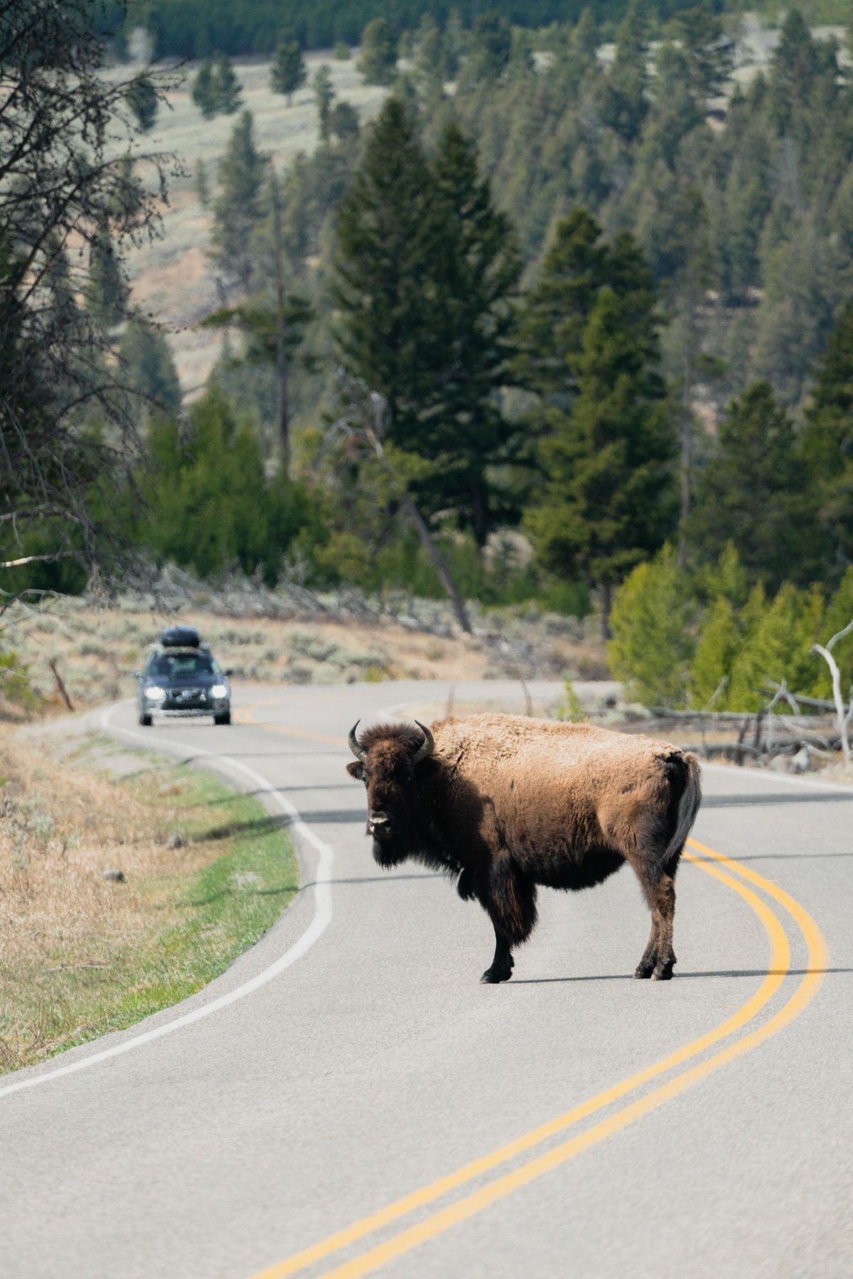Yellowstone, USA. Photograph by Jonathan Byrne.