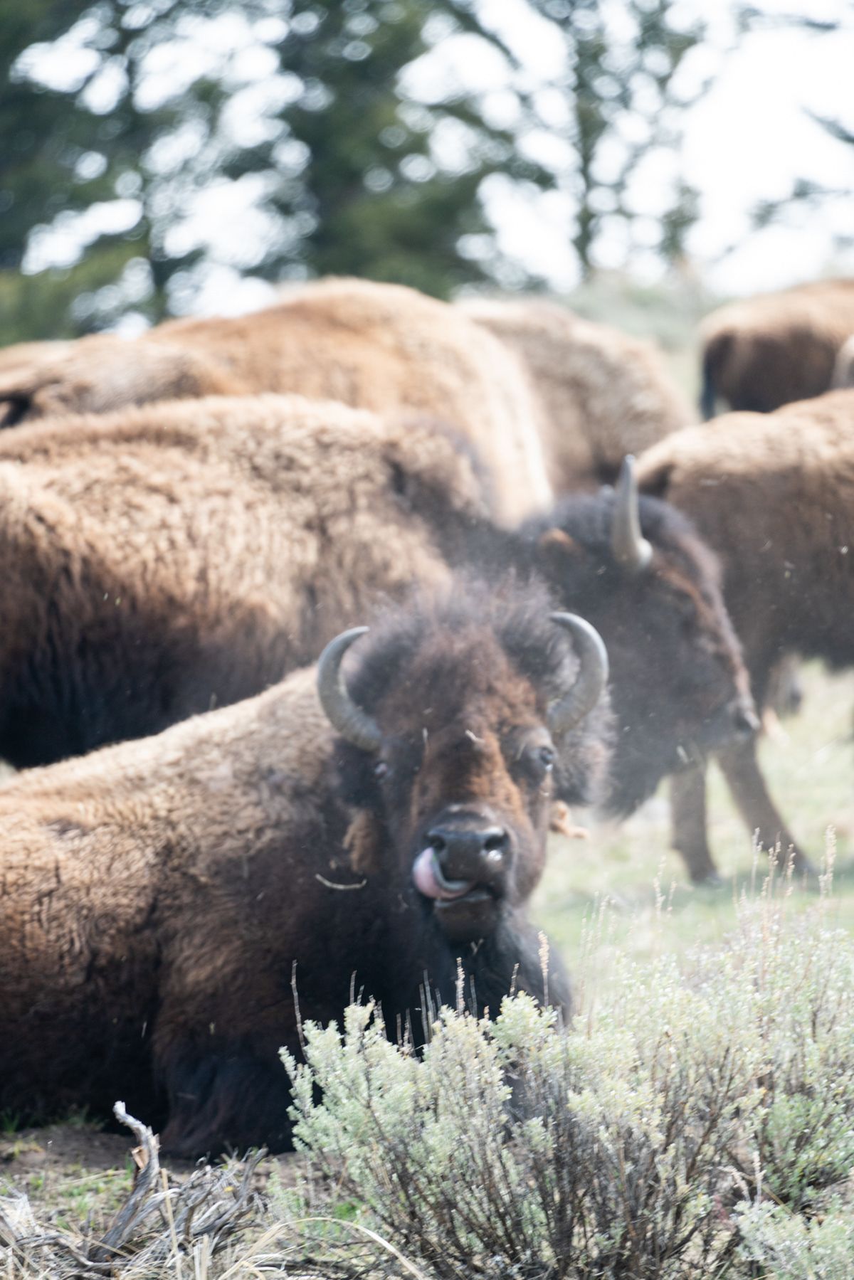 Yellowstone, USA. Photograph by Jonathan Byrne.
