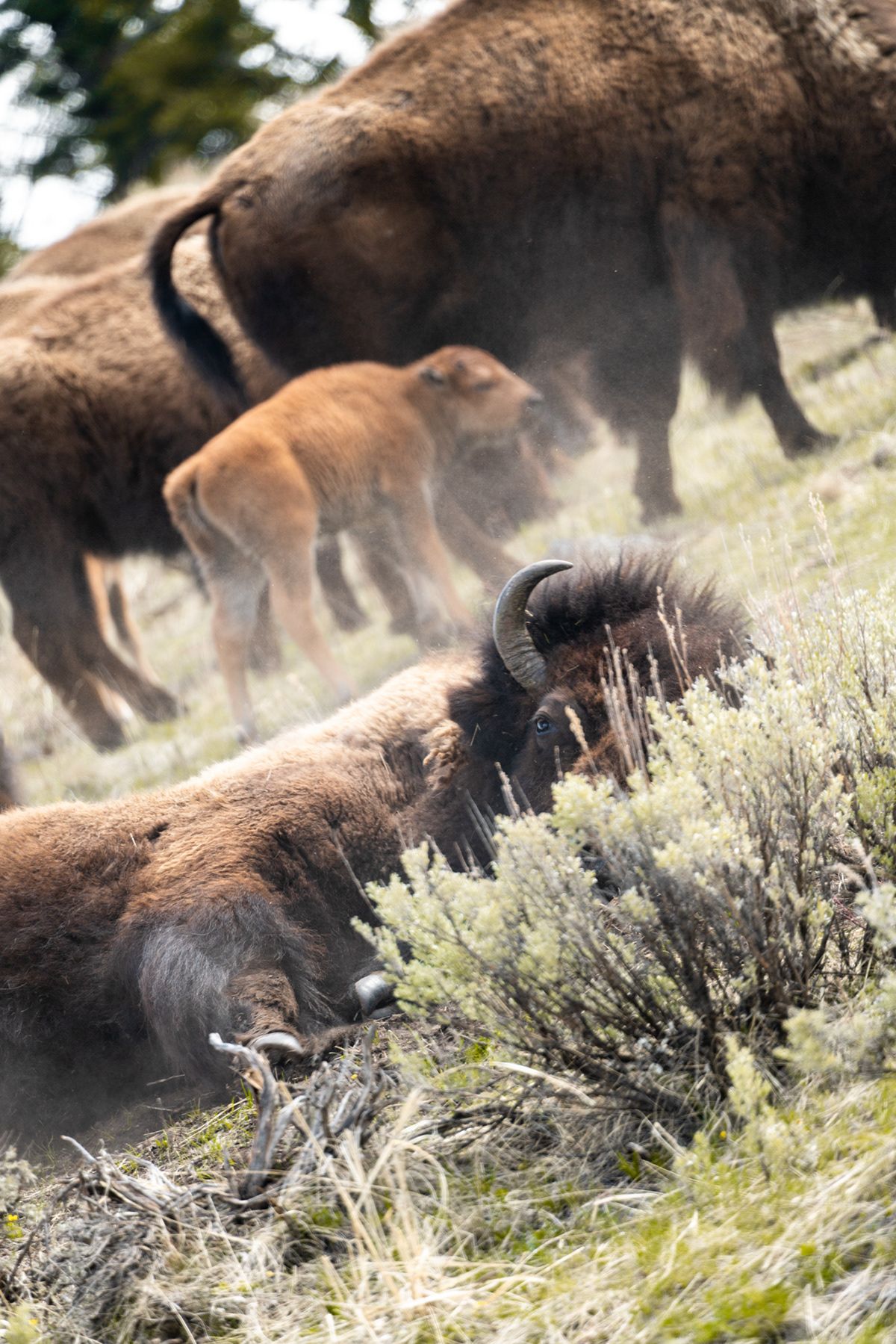Yellowstone, USA. Photograph by Jonathan Byrne.