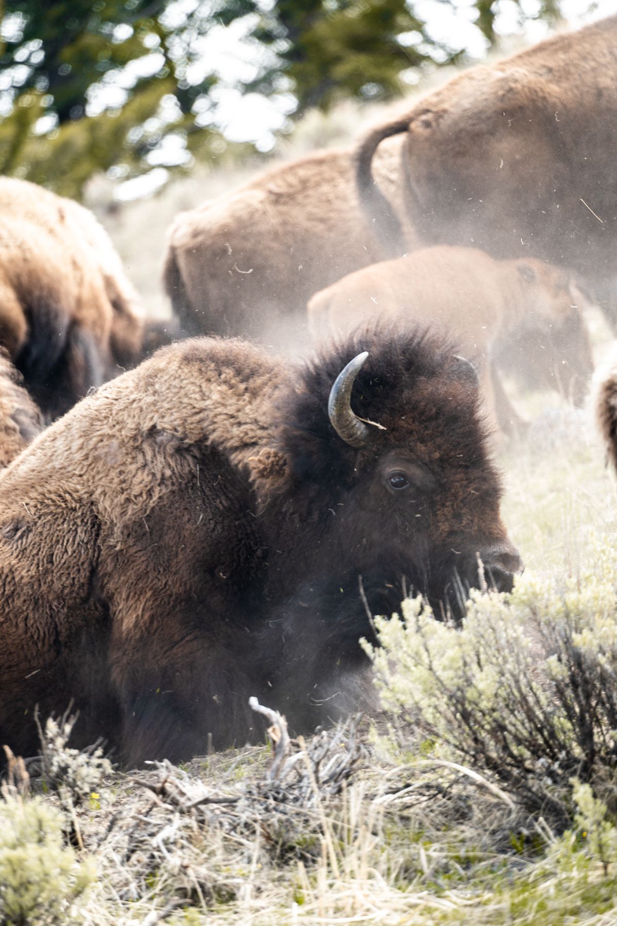 Yellowstone, USA. Photograph by Jonathan Byrne.